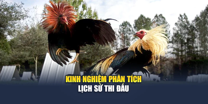 Cá Cược Đá Gà Trực Tuyến – Đam Mê Không Giới Hạn Tại 78WIN 6 Kinh nghiệm phân tích lịch sử thi đấu