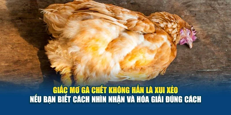 Mơ Thấy Gà Chết Báo Hiệu Điều Gì? Điềm Lành Hay Dữ 7 Giấc mơ gà chết không hẳn là xui xẻo – nếu bạn biết cách nhìn nhận và hóa giải đúng cách